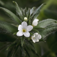 RUSUJUURE SEEMNE ÕLI (AHIFLOWER OIL) – PAREM KUI LINASEEMNEÕLI, EI TULENE KALAST!