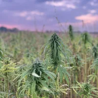 CBD õli – rahu ja tasakaalu hoidja