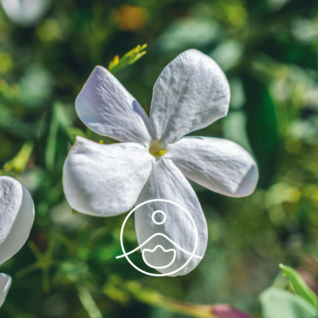 Florihana Organic Jasmine Absolute - õis