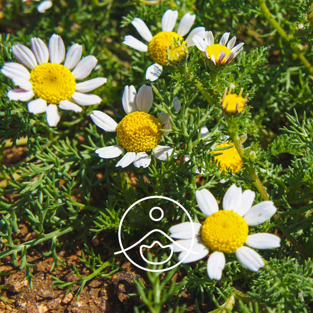 Florihana Organic Roman Chamomile Essential Oil - taim