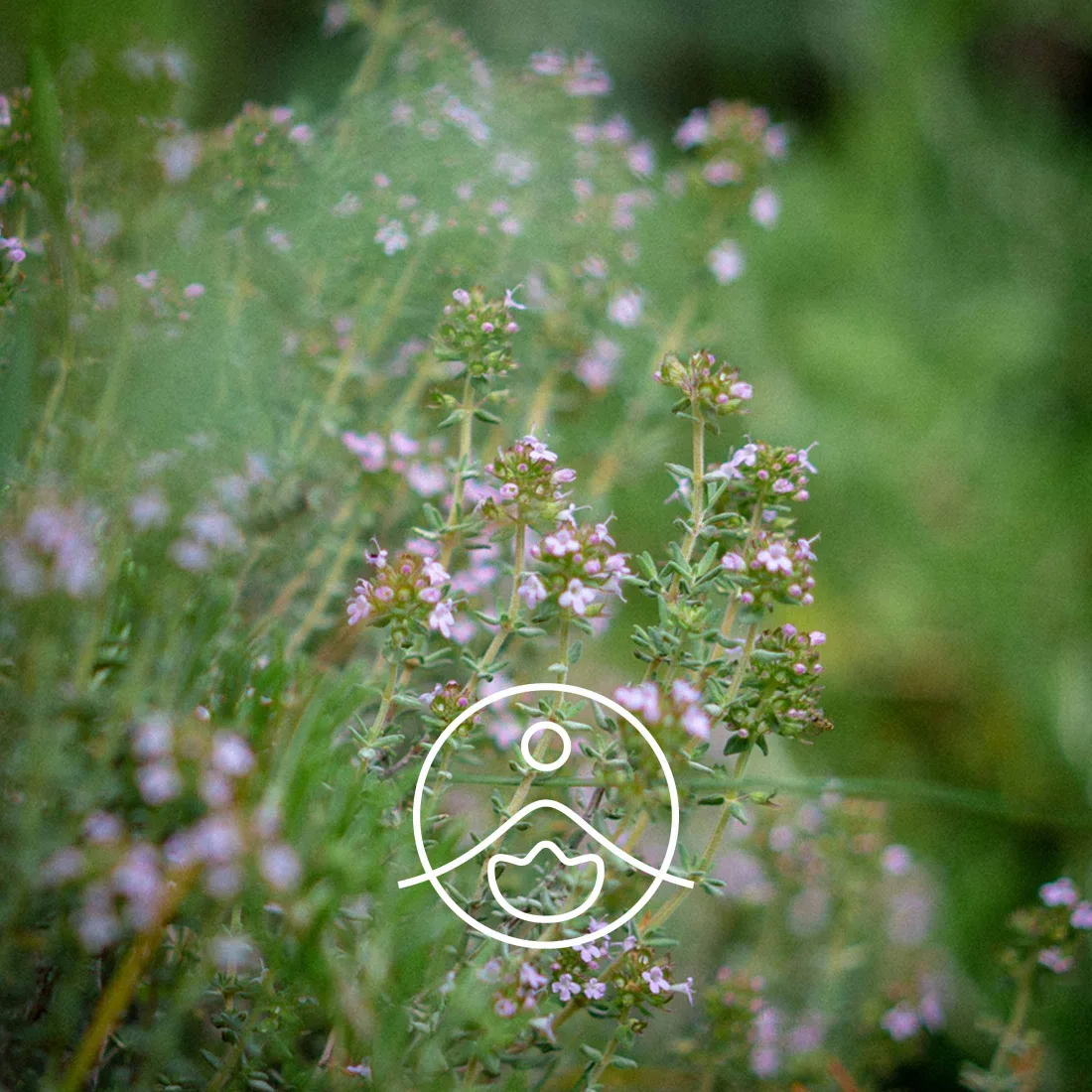 Florihana Organic Thyme Linalool Essential Oil - oksad