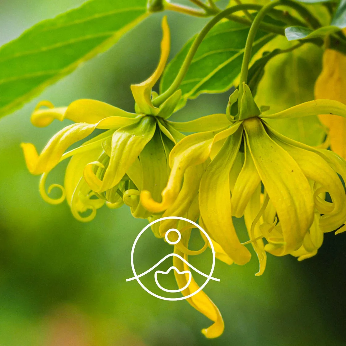 Florihana Organic Ylang Ylang Complete Essential Oil - õied